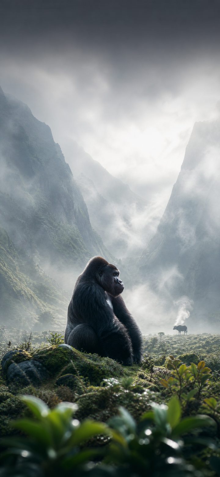 Intense Gorilla Portrait